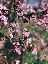 Close-up of pink cherry blossom on tree