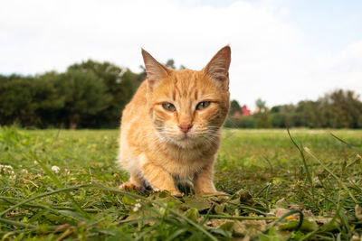 Portrait of ginger cat on grass