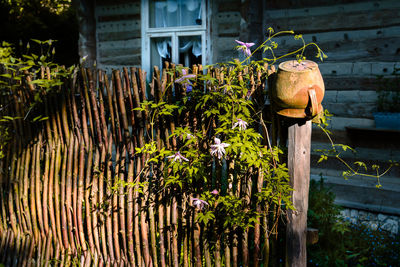 Plants growing by building in yard