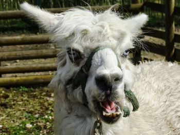 Close-up portrait of white horse