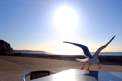 Seagull flying over beach against clear sky