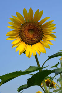 Low angle view of sunflower against clear sky