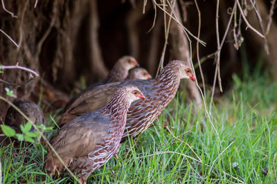 Birds perching on grass