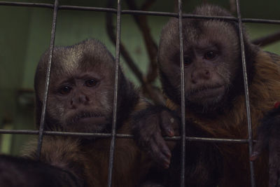 Close-up of monkey in cage at zoo