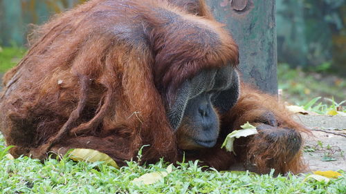 Monkeys in a field