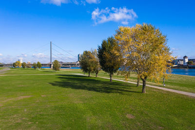 Trees in park against blue sky