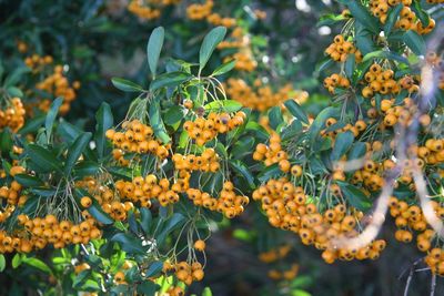 Close-up of yellow flowers
