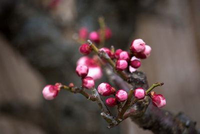 Close-up of pink flower