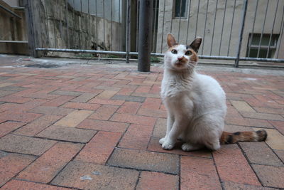 Cat sitting on footpath