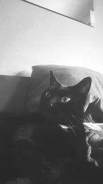 Close-up of cat sitting at home
