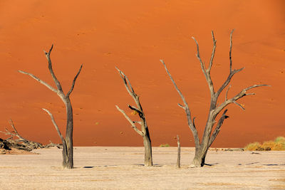 Bare tree on desert against orange sky