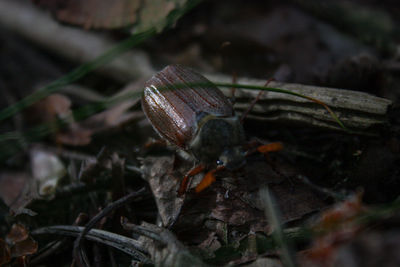 Close-up of insect on dry leaf