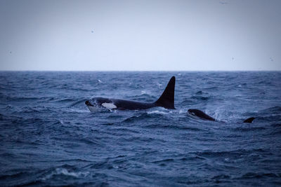 Orca whale with baby