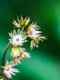 Close-up of flowers