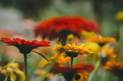 Close-up of orange flowering plants