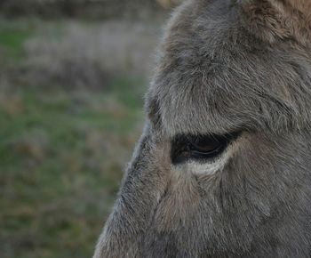 Close-up of horse