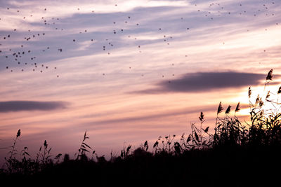 Silhouette plants on field against sky during sunset