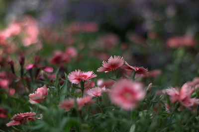 Close-up of pink flowering plants on field
