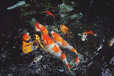 High angle view of koi carps swimming in pond