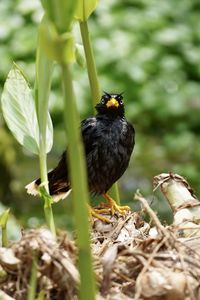 Close-up of bird perching on a plant