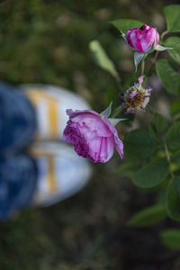 Close-up of pink flowering plant