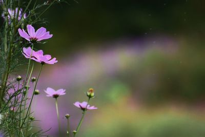 Close-up of flowers blooming outdoors