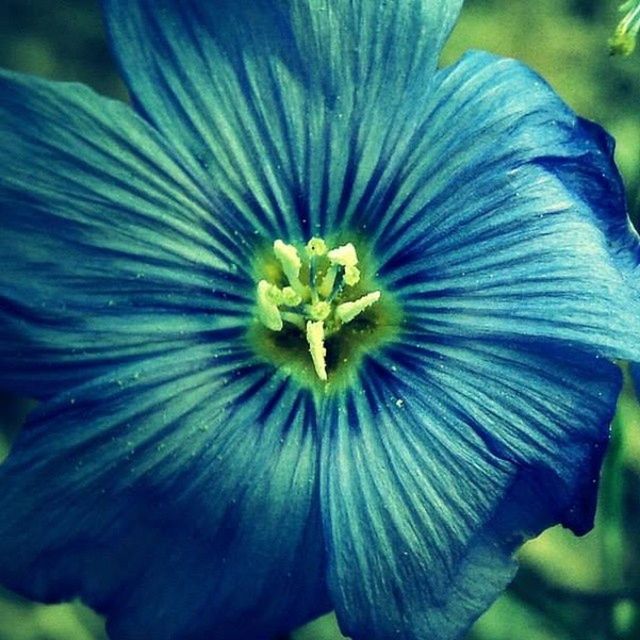 flower, petal, freshness, flower head, fragility, growth, purple, close-up, beauty in nature, nature, single flower, blue, blooming, focus on foreground, plant, in bloom, stamen, pollen, outdoors, day