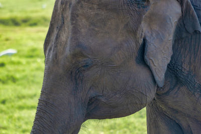 Elephant sri lanka