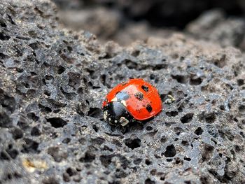 Close-up of ladybug on leaf