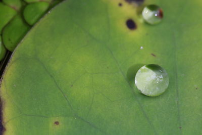 Close-up of raindrops on green leaves