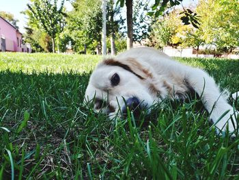 Close-up of dog lying on grass field