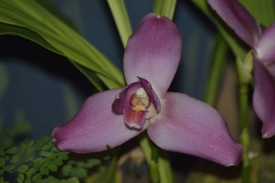 Close-up of pink flower