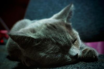 Close-up of cat sleeping