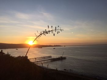 Silhouette plant over sea against sky during sunset