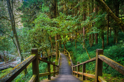 Footbridge amidst trees in forest