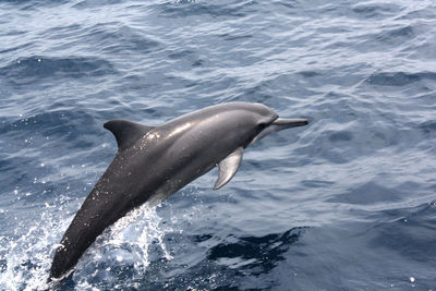 High angle view of dolphin swimming in sea