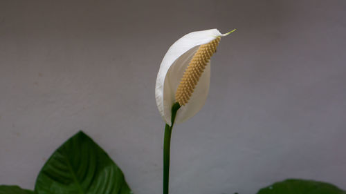 Close-up of white peace lily flower plant