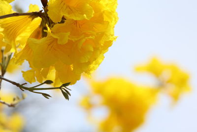 Close-up of yellow flowers against blurred background