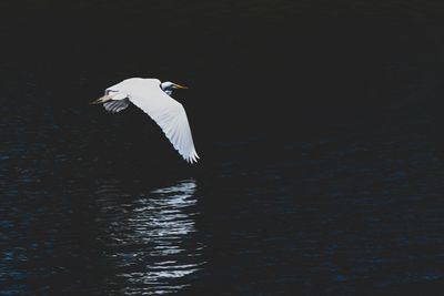 Bird flying over lake