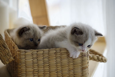 Portrait of a cat in basket