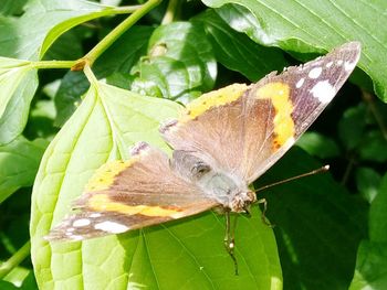 Close-up of butterfly perching on leaf