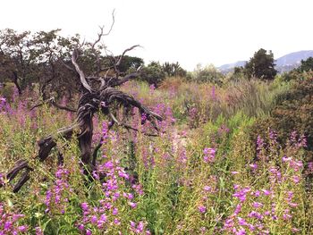 Flowers growing in field