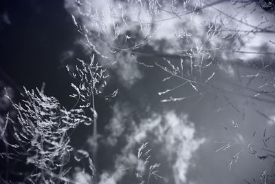 Close-up of frozen plant