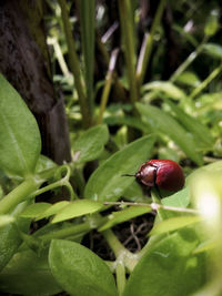 Close-up of ladybug on leaf