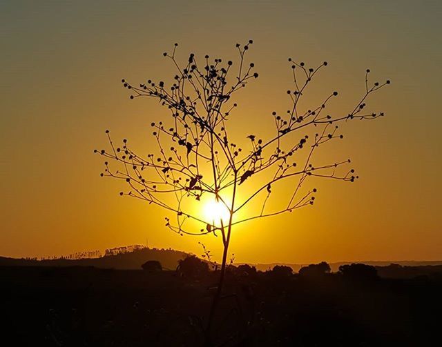 sunset, silhouette, orange color, sun, tranquility, tranquil scene, scenics, beauty in nature, landscape, nature, idyllic, sky, clear sky, bare tree, copy space, field, sunlight, outdoors, branch, no people