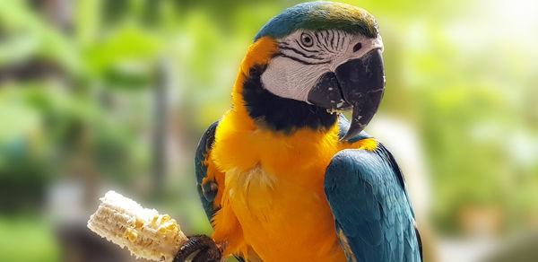 Close-up of a parrot