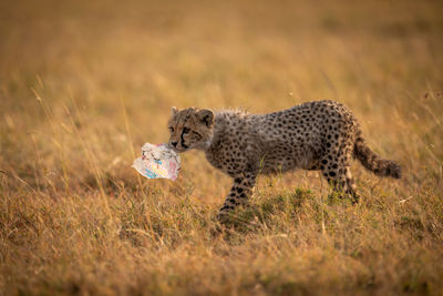 Young cheetah walking on field