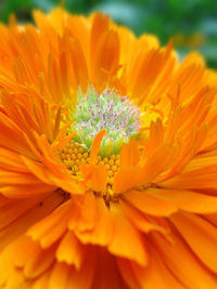 Macro shot of yellow flower