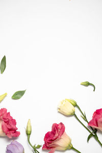 Close-up of pink roses against white background