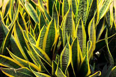 Close-up of fresh green plant